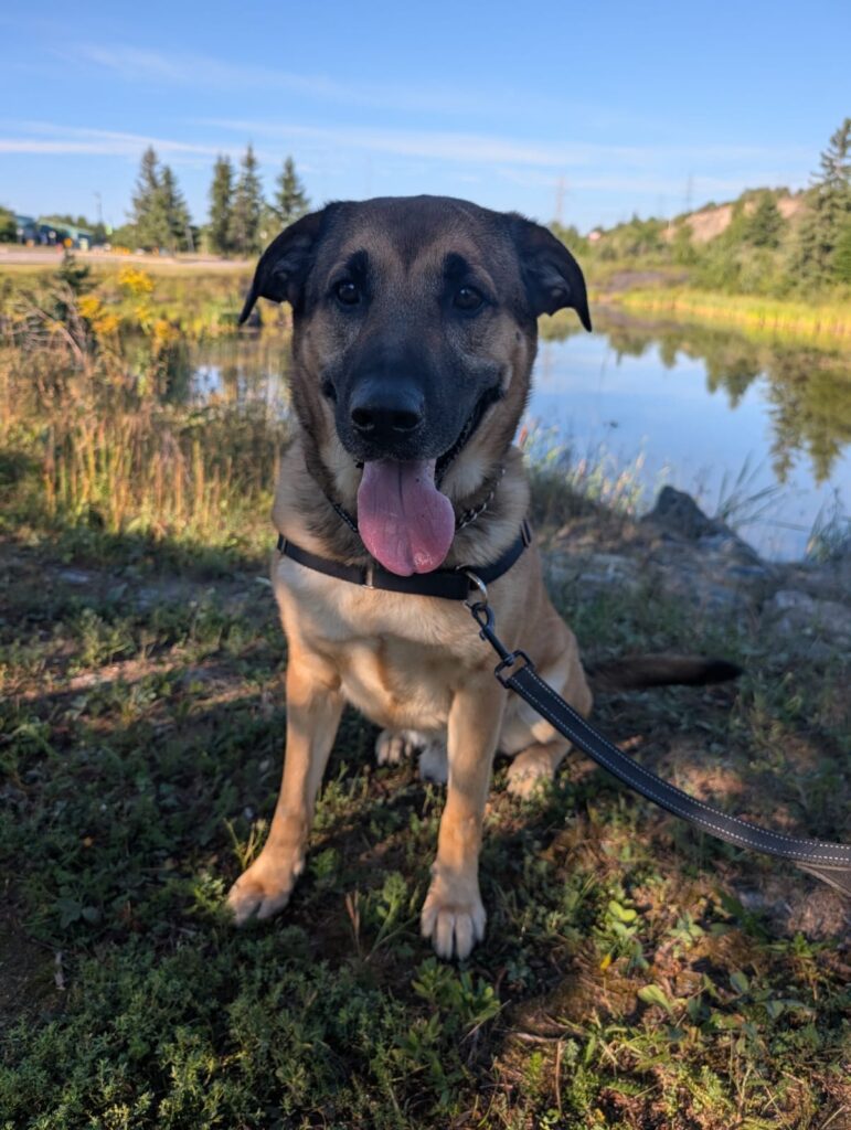 Black and yellow Labrador with tongue out standing by river landscape