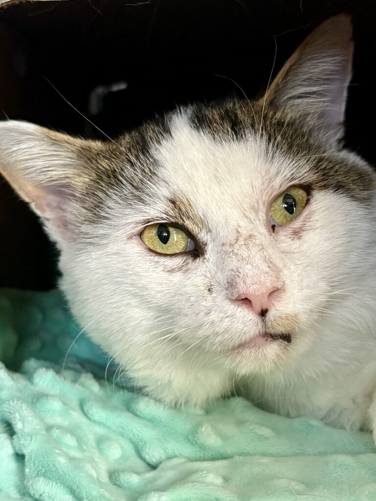 White and grey cat with yellow eyes resting on teal fabric