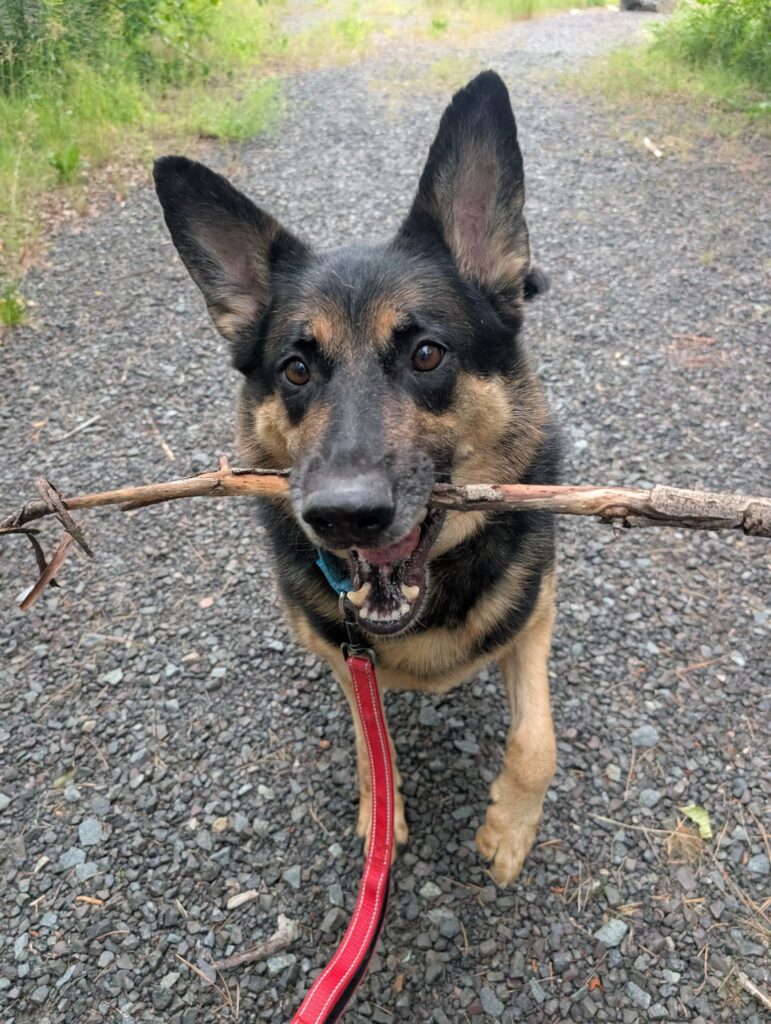 Black and tan German Shepherd carrying stick in mouth on gravel road