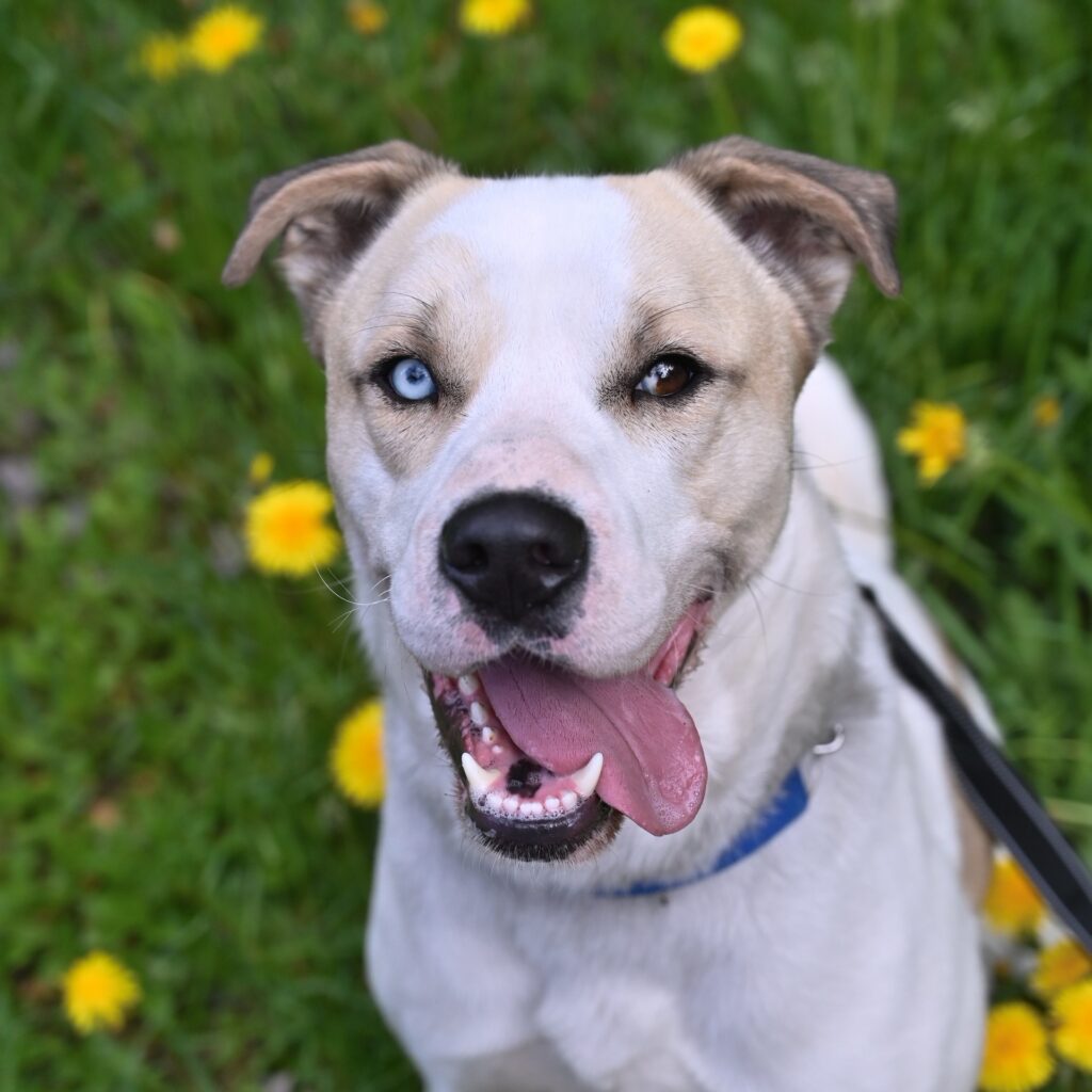 White dog with one blue eye and pink tongue among yellow dandelions in grass
