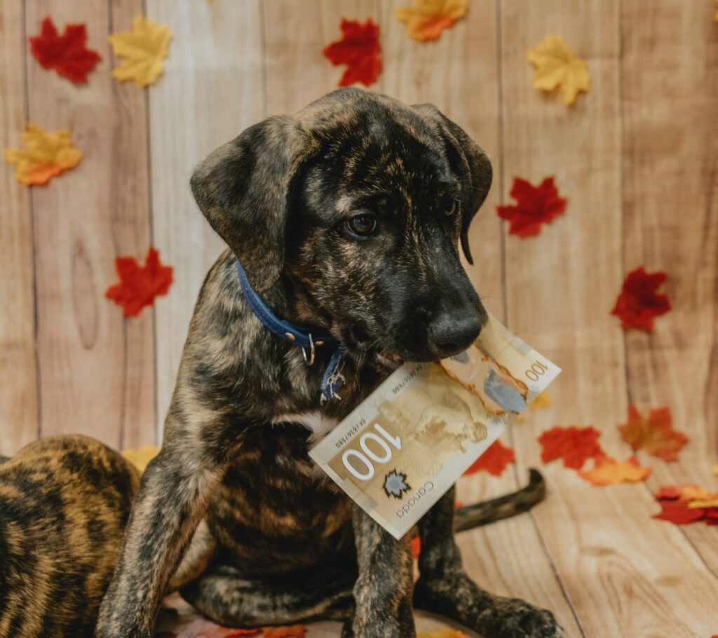 Brindle puppy in a blue collar holding a Canadian $100 bill in its mouth, with autumn leaves on the floor