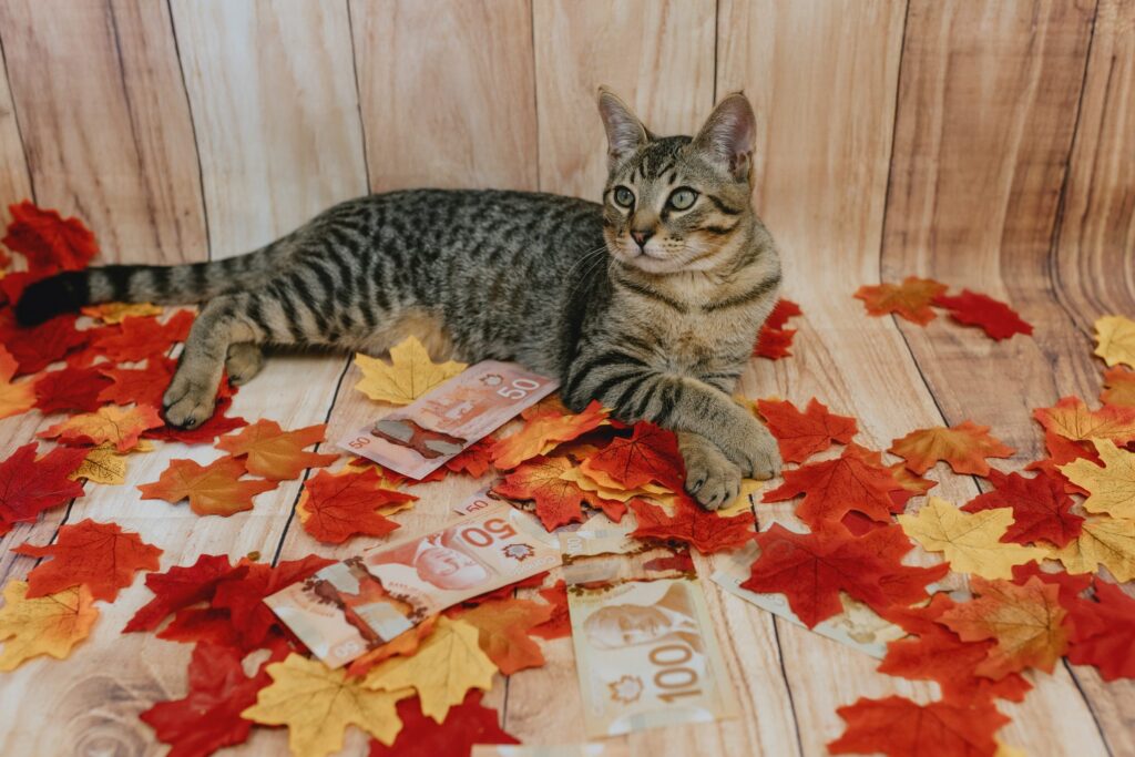 Tabby cat lying on red and yellow autumn leaves beside Canadian $50 and $100 bills