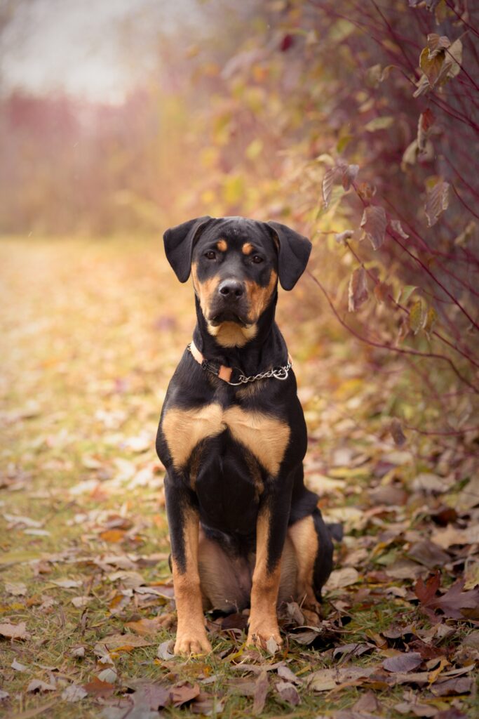 A black and tan dog sits on a path covered with fallen autumn leaves.