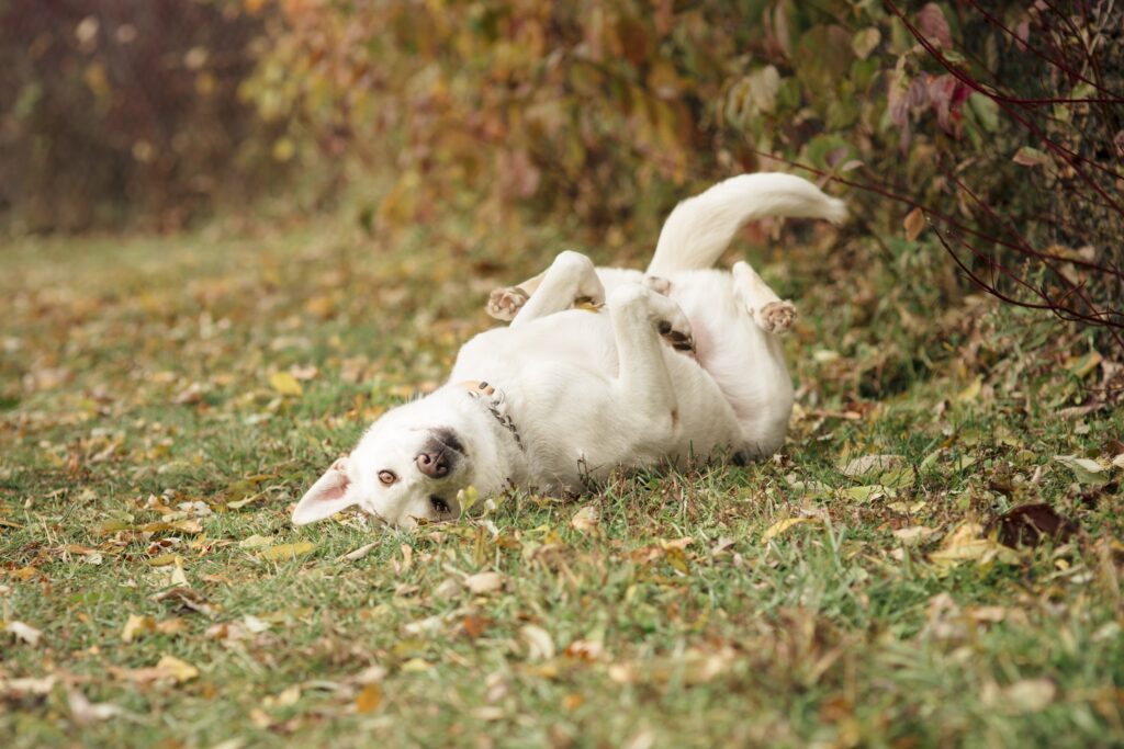 White dog rolling on back playfully on grass with autumn leaves and vegetation in background