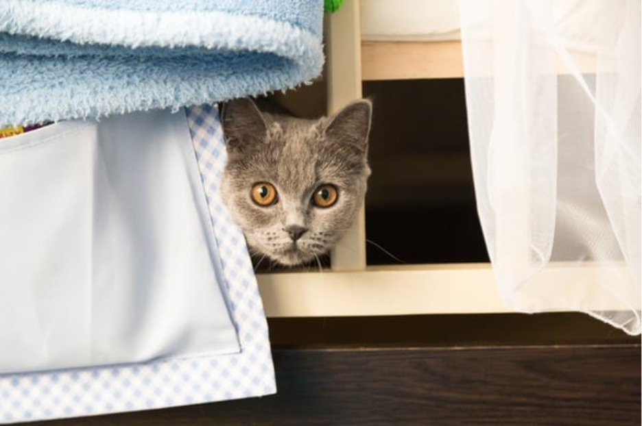 Grey cat with amber eyes peeking from behind white and blue fabric in cozy shelter hiding spot
