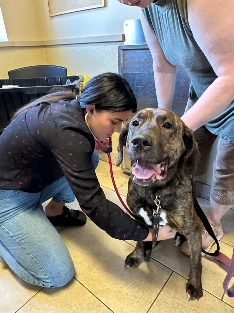 A woman kneels to listen to a smiling brindle dog’s chest with a stethoscope in an exam room.