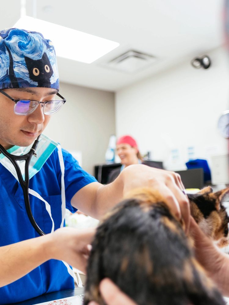 Someone in blue scrubs and a cat-print cap listens to a calico cat with a stethoscope.
