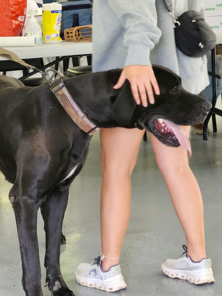 A large black dog in a camouflage collar pants happily as a person pets its head beside a table of supplies.