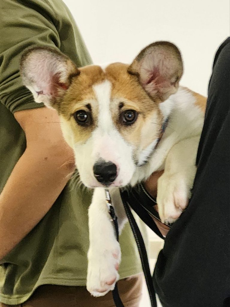 A tan and white puppy with big upright ears is held in someone’s arms and looks up at the camera.