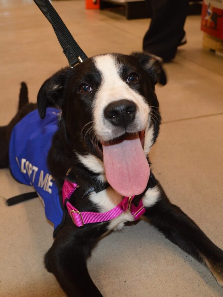 Black and white dog in a blue Adopt Me vest and pink harness lies on a store floor with its tongue out