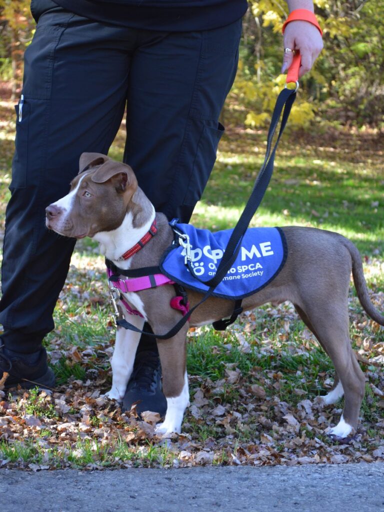 Brown and white puppy in a blue Adopt Me vest stands on a leash beside a person on a leaf-covered path