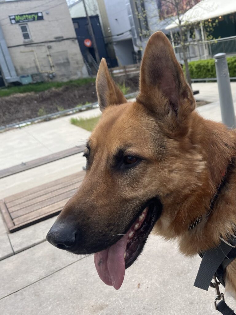 Tan and black dog with upright ears and a black harness pants happily on a walk along a city sidewalk