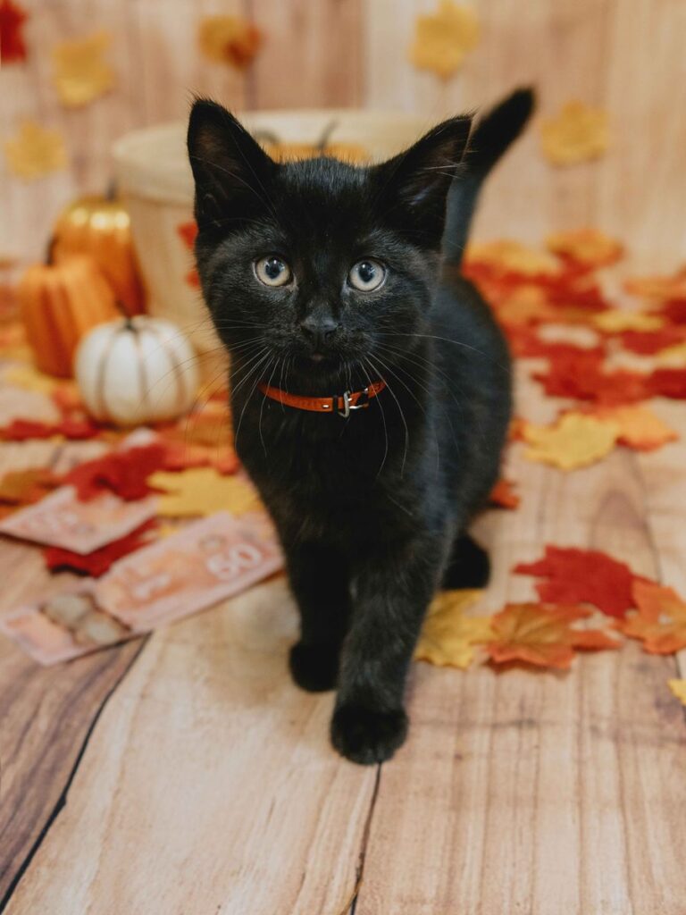 A black kitten in an orange collar walks toward the camera past pumpkins, autumn leaves and Canadian bills.