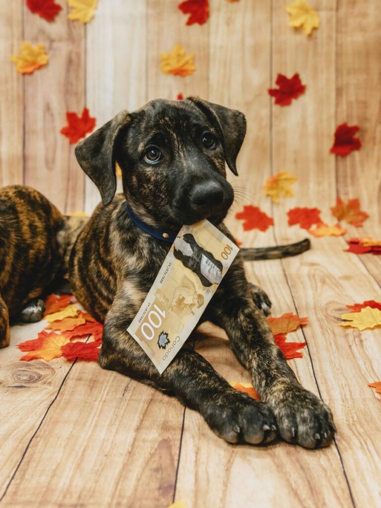 A brindle puppy lies on a wood floor among autumn leaves holding a Canadian $100 bill in its mouth.