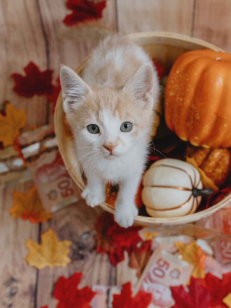 An orange and white kitten looks up from a basket of pumpkins surrounded by autumn leaves and Canadian bills.