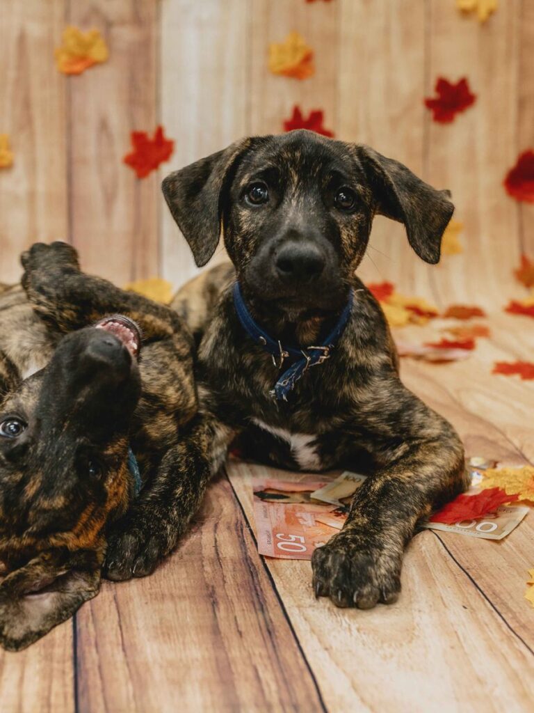Two brindle puppies lie on a wood floor scattered with autumn leaves and Canadian bills, one rolling playfully.