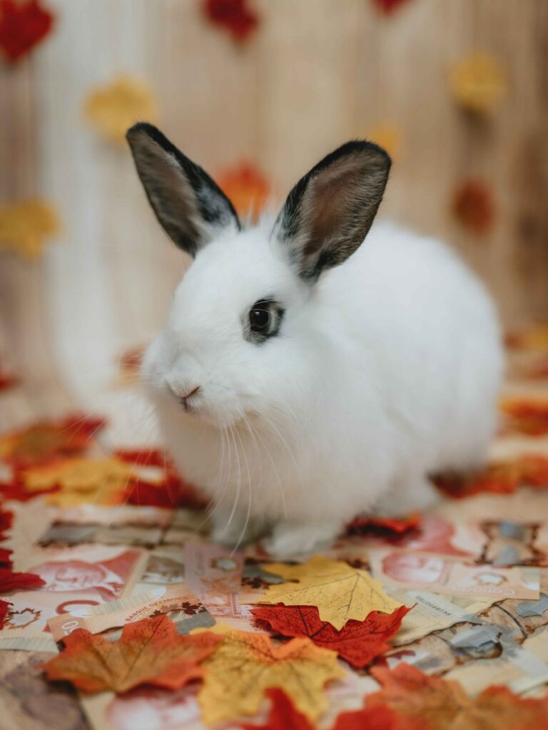 A white rabbit with black ears sits on a bed of autumn leaves and Canadian bills.