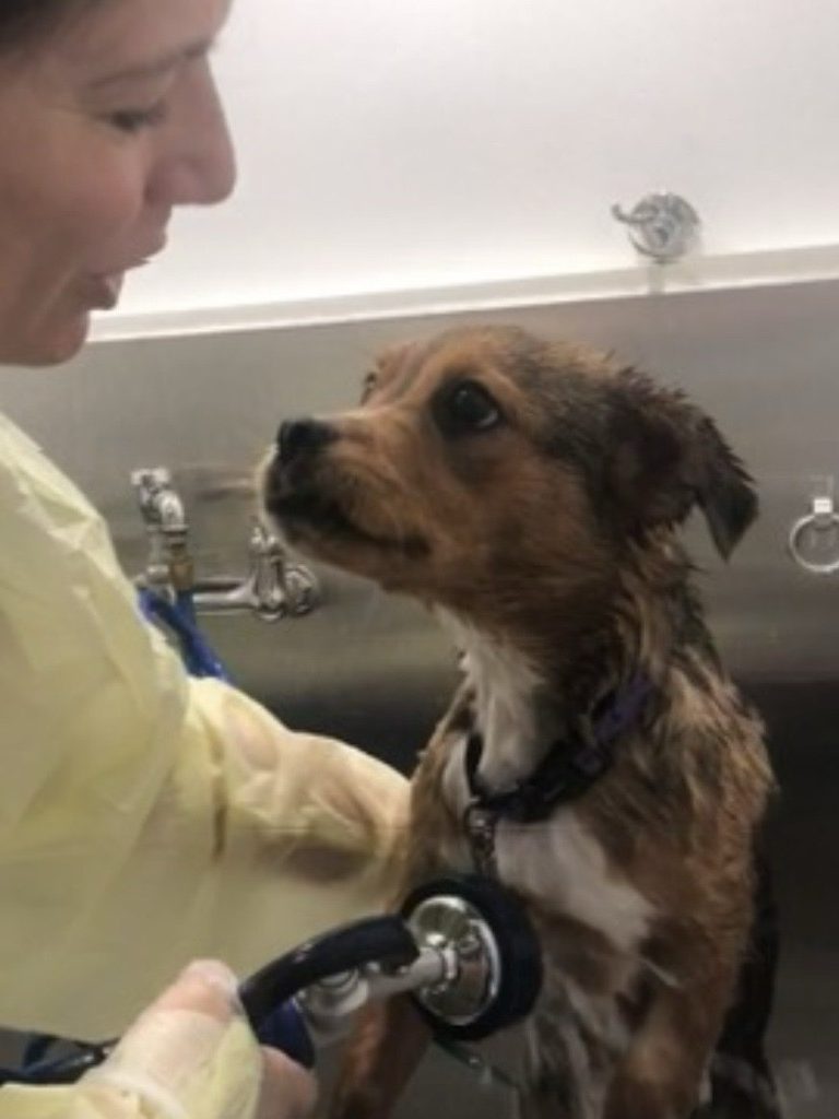 A woman in a yellow gown listens to the chest of a damp brown and black dog with a stethoscope.