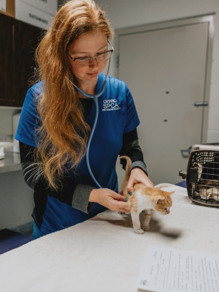 A woman in blue Ontario SPCA scrubs listens to an orange and white kitten with a stethoscope on an exam table.