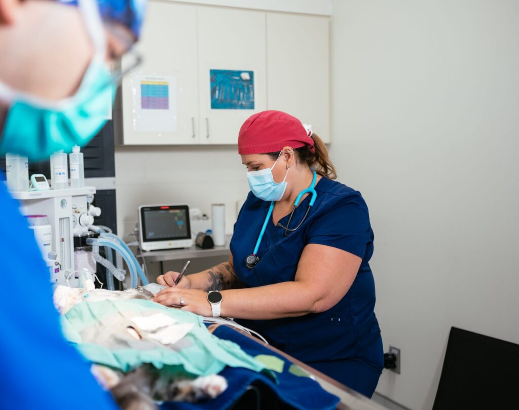 A woman in navy scrubs, a mask and a red surgical cap takes notes beside a cat under anesthesia as a masked colleague works.