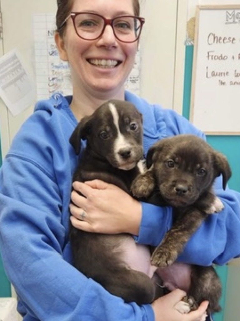 A smiling woman in a blue hoodie holds two dark brown puppies in her arms.