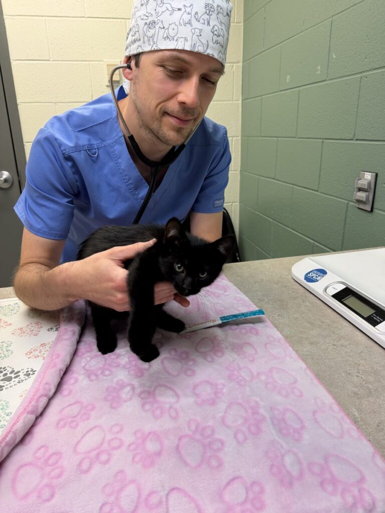 A man in blue scrubs and a dog-print cap listens to a black kitten with a stethoscope on a pink paw-print blanket.