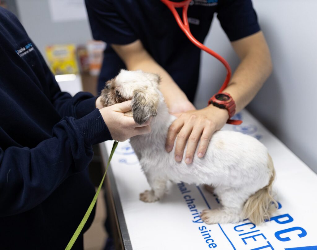 Two people in navy Ontario SPCA tops examine a small white dog on a branded exam table, one with a red stethoscope.