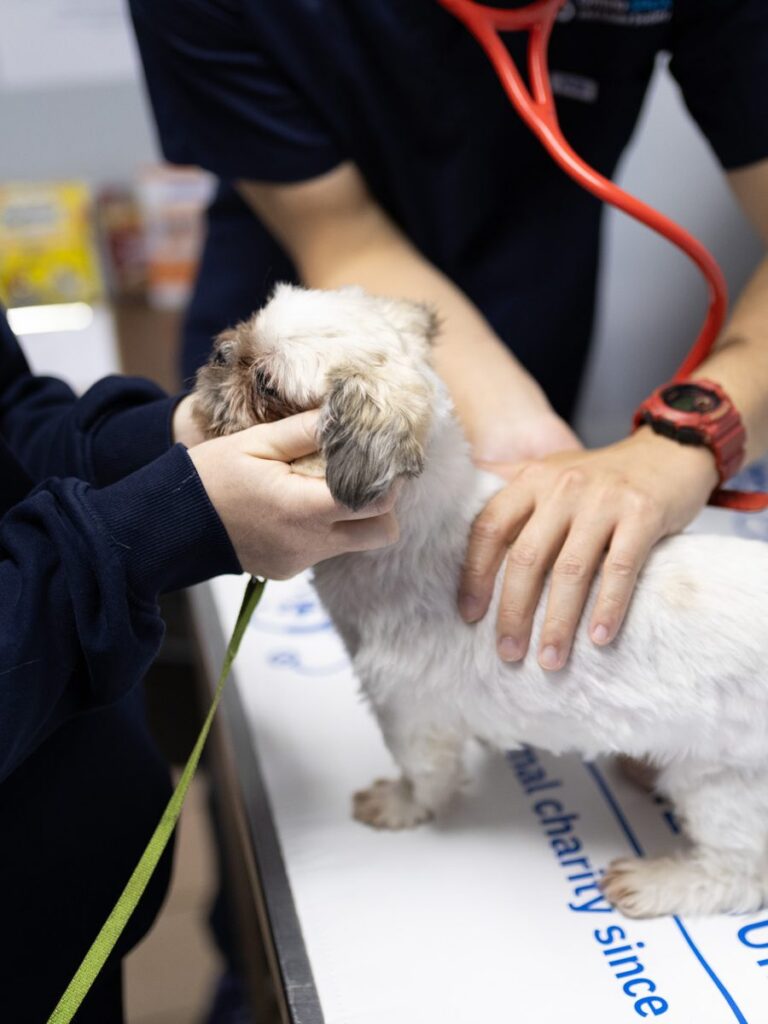 Two people in navy tops examine a small white dog on an exam table, one holding its head and one with a stethoscope.