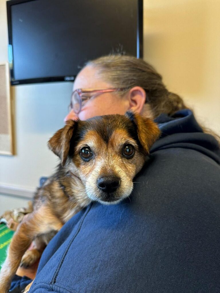 A grey-muzzled brown and black dog rests on a woman’s shoulder and looks straight at the camera.