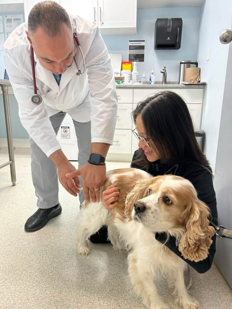 A man in a white coat gives a vaccine to a cream and white spaniel while a smiling woman holds the dog.